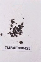 藏品(纖枝短月苔)的圖片